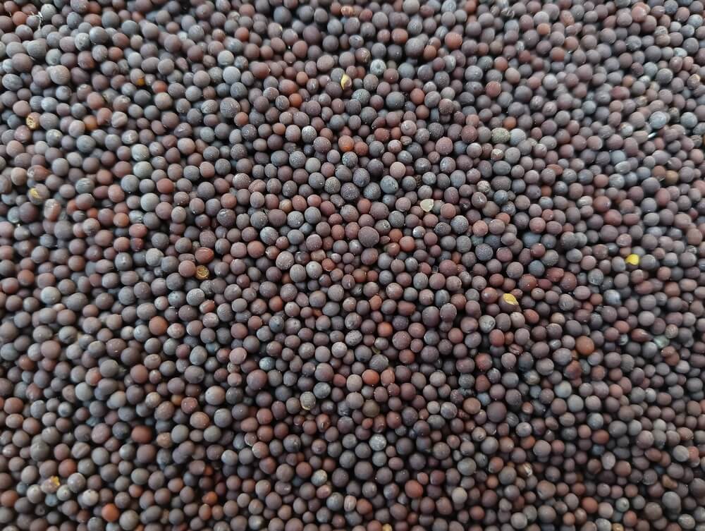 Black Mustard Seeds