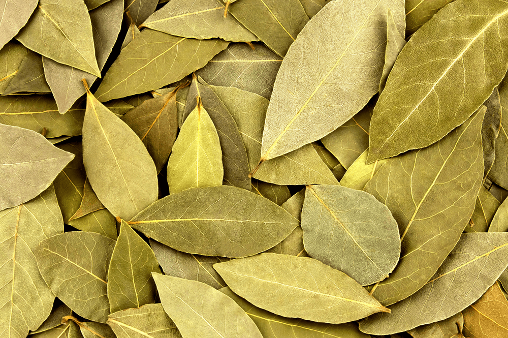 Dried bay leaves